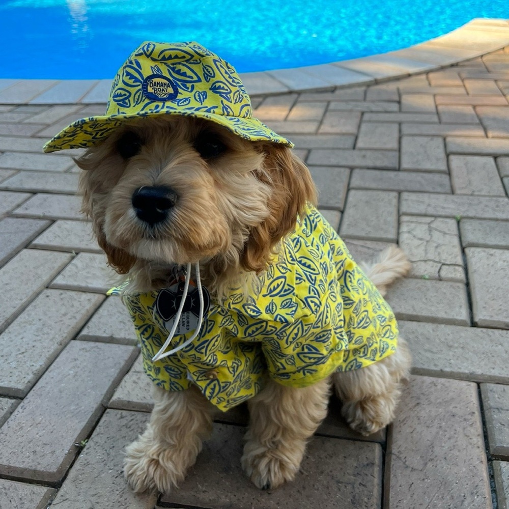 Banana Boat For Dogs Bucket Hat and Button Up Shirt